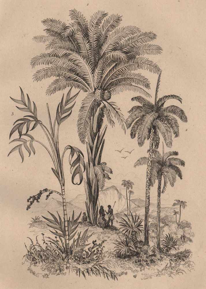 BOTANICAL. Palmiers (Palm trees) 1834 old antique vintage print picture